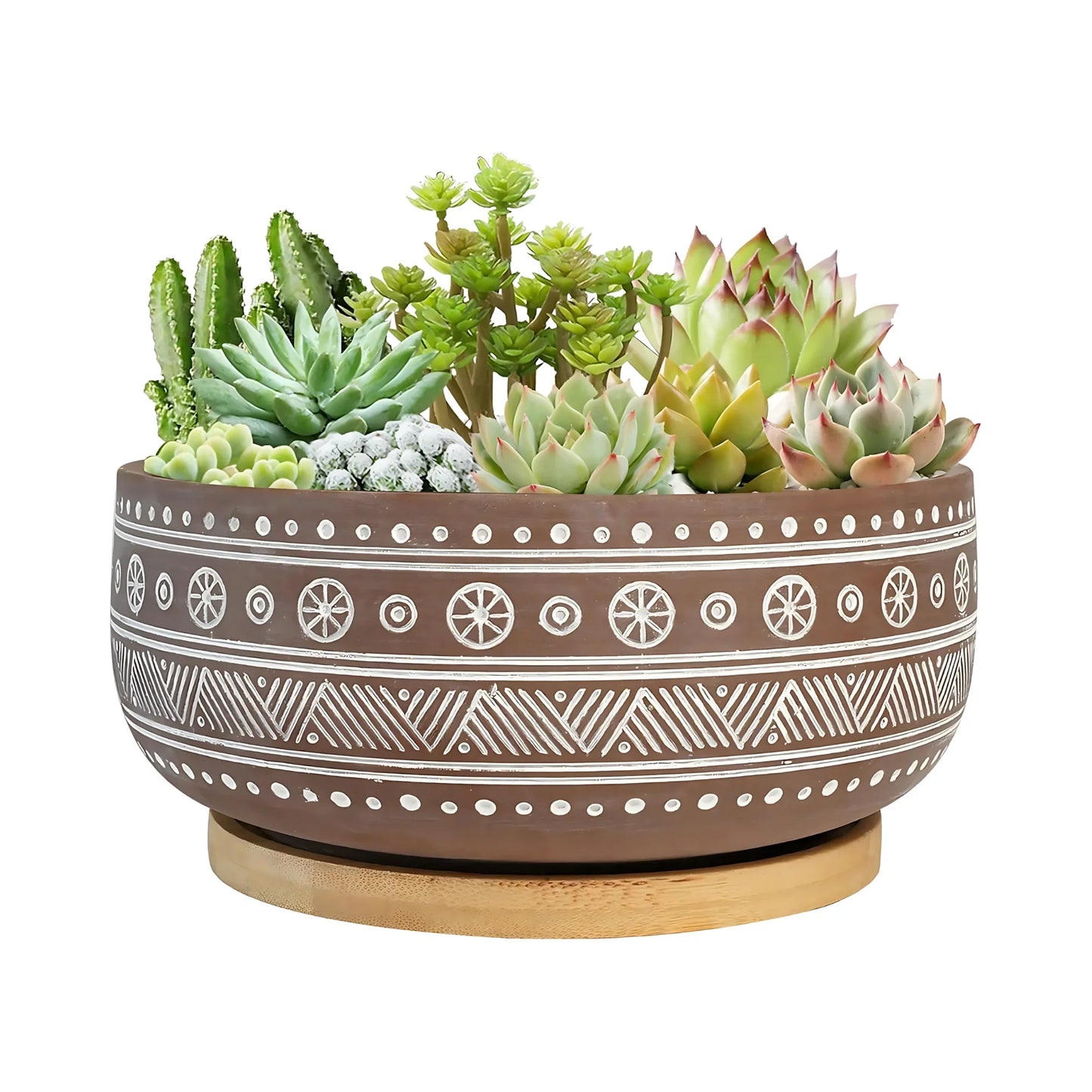 Lichas Flowers Shop Mixed Succulent Plant Arrangement in Decorative Ceramic Bowl