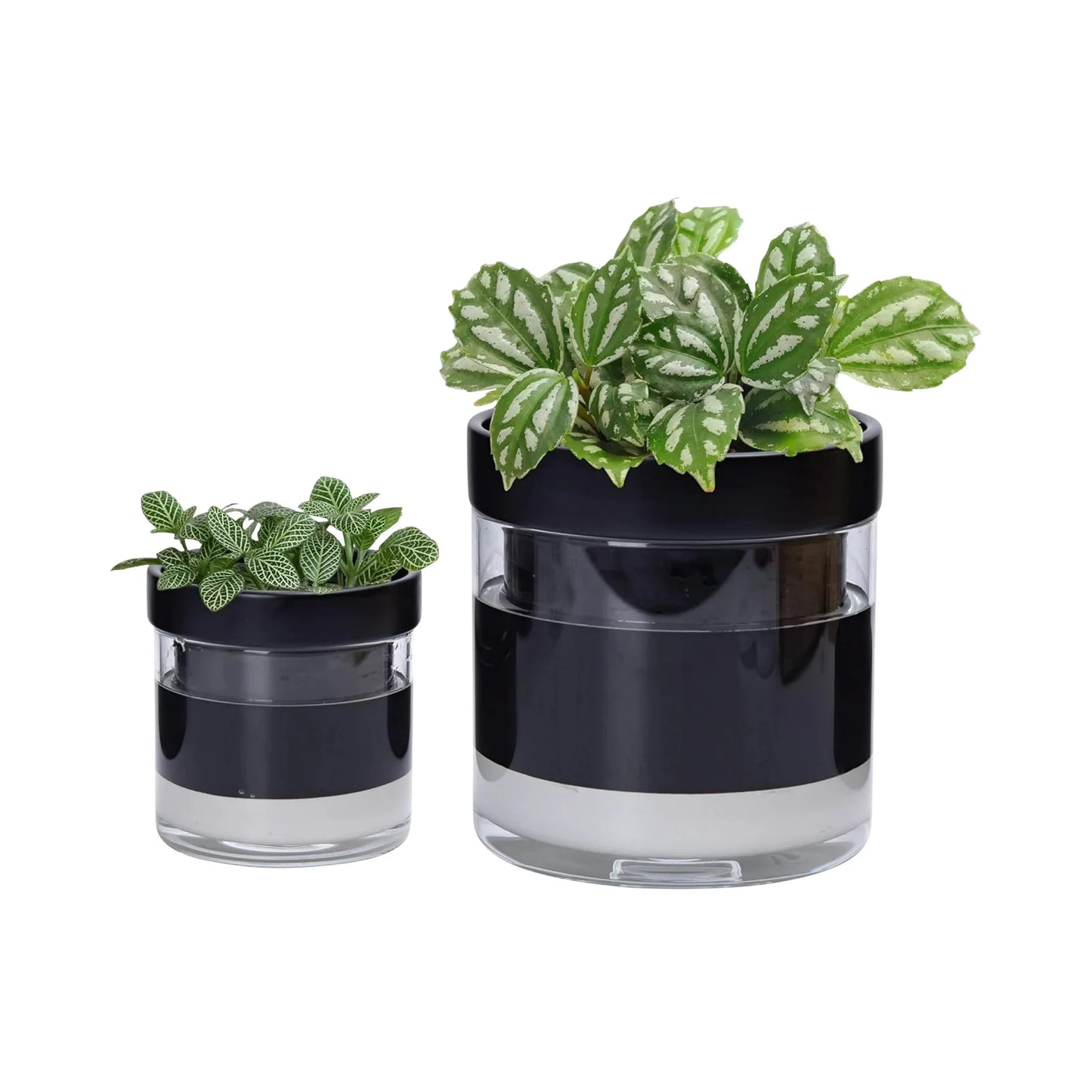 Lichas Flowers Shop Premium Black Self-Watering Glass Planter Pot