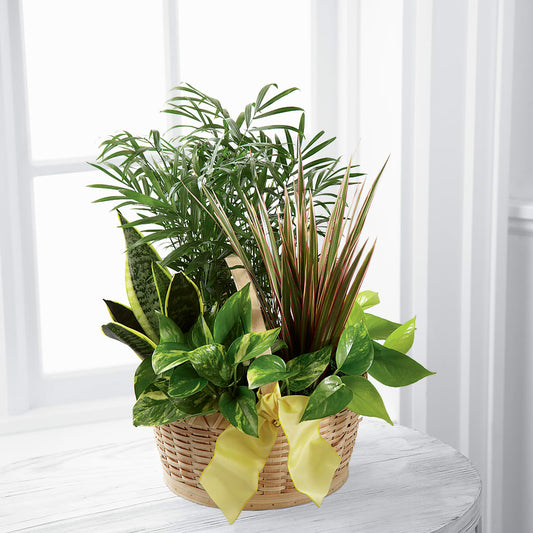 Mixed Indoor Green Plant Basket Arrangement