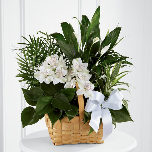 Peace Lily & White Alstroemeria Plant Basket Arrangement