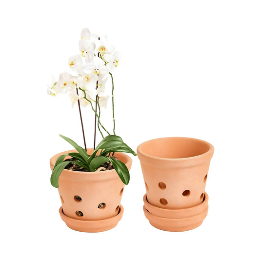 Lichas Flowers Shop Terracotta Orchid Pot